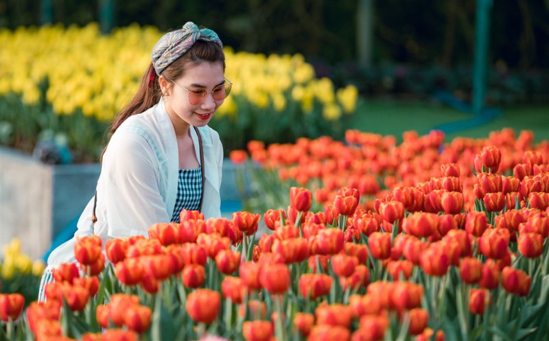 Thanh xuân có hạn, chờ chi mà không đến cánh đồng hoa tulip lớn nhất Việt Nam - Ảnh 3. Thanh xuân có hạn, chờ chi mà không đến cánh đồng hoa tulip lớn nhất Việt Nam - Ảnh 3.