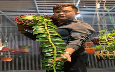 Nghệ nhân Nguyễn Đăng Ghin (Phú Xuyên - Hà Nội) chia sẻ về lợi ích của thú chơi hoa lan