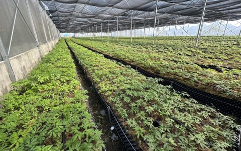Cỏ Mềm: Khắc phục khó khăn, giúp người dân làm giàu bền vững