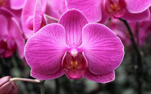 Lý giải vì sao nên dùng vôi để chăm sóc phong lan