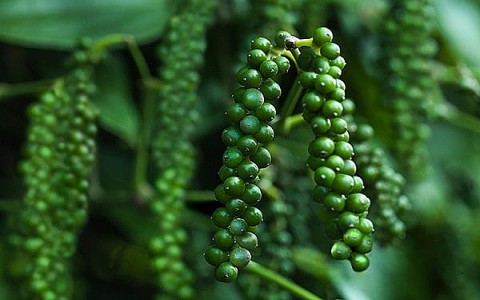 Giá tiêu hôm nay 16/12: Ổn định, xuất khẩu hồ tiêu nhiều triển vọng cuối năm