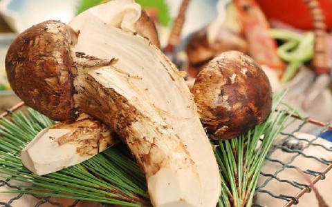 Vài chục triệu đồng một kg nấm tùng nhung