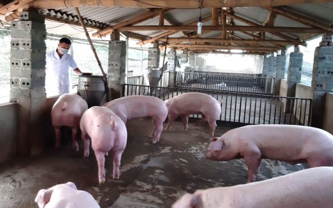 Quốc Oai khai thác lợi thế từ Chương trình OCOP