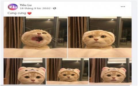 Yêu Lu – Nơi thỏa sức khám phá thú cưng của các bạn trẻ