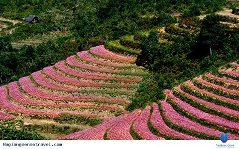 Hà Giang: Đồng Văn chuẩn bị Lễ hội Hoa Tam giác mạch