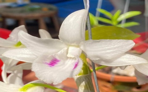 Đấu giá mắt thức lan đột biến Đôi mắt pleiku xanh: Kỳ vọng hàng chục tỷ đồng góp cho quỹ phòng chống COVID19
