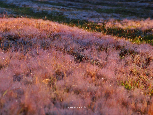 Check-in đồi cỏ hồng Đà Lạt ngày chớm đông