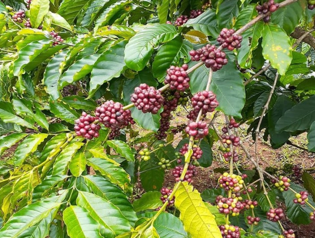 Nông sản xuất khẩu tăng tốc cùng EVFTA