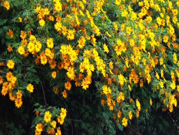 3 kinh nghiệm du lịch Đà Lạt tháng 11 bạn KHÔNG ĐƯỢC BỎ LỠ