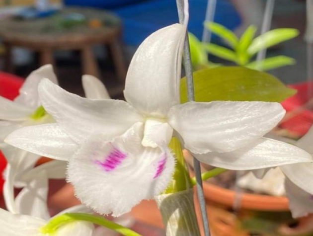 Đấu giá mắt thức lan đột biến Đôi mắt pleiku xanh: Kỳ vọng hàng chục tỷ đồng góp cho quỹ phòng chống COVID19